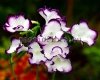 Streptocarpus DS-REDISKA - DS-RADISH 